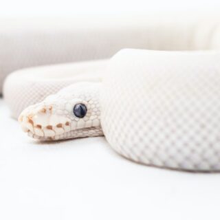 5 Care Tips To Stop Killing Your Houseplants