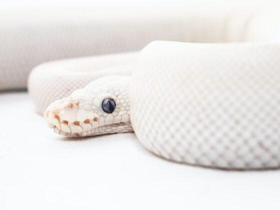 7 Common Ball Python Myths & Misconceptions
