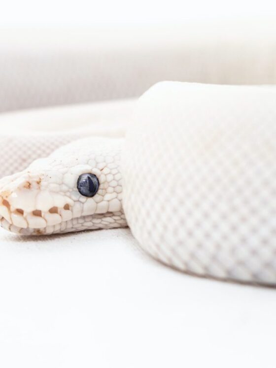 7 Common Ball Python Myths & Misconceptions