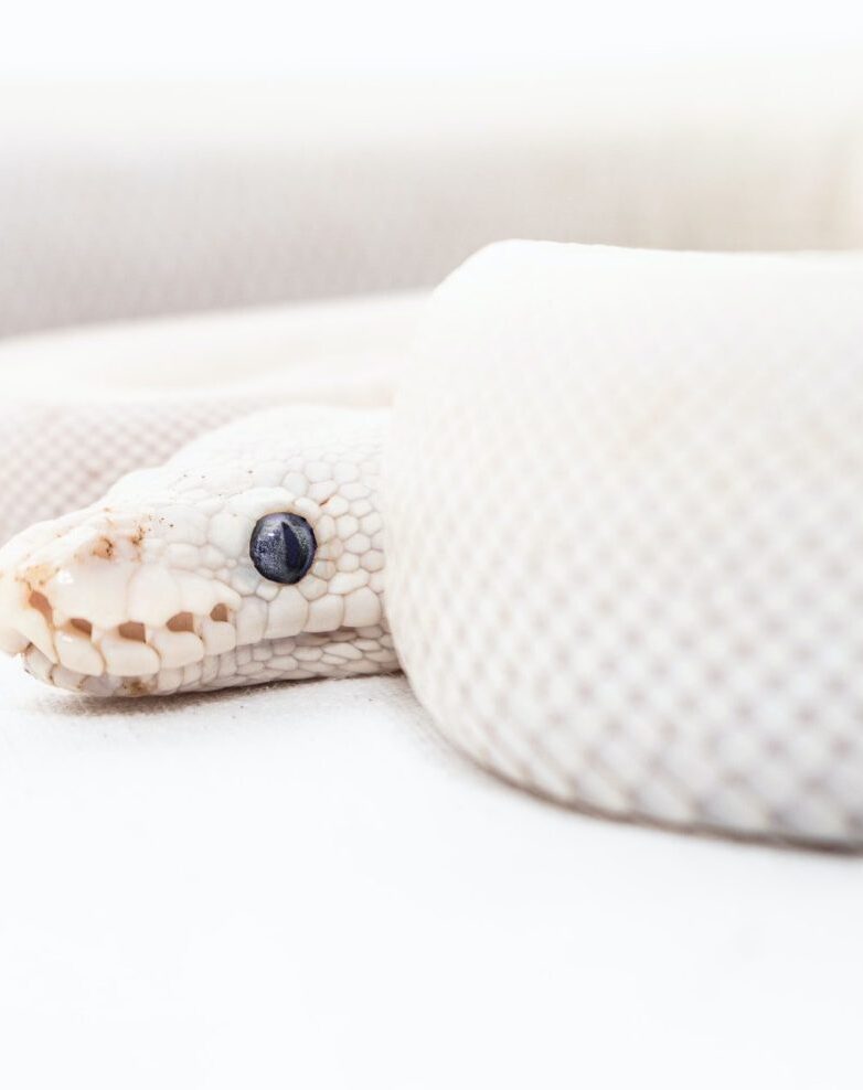 7 Common Ball Python Myths & Misconceptions