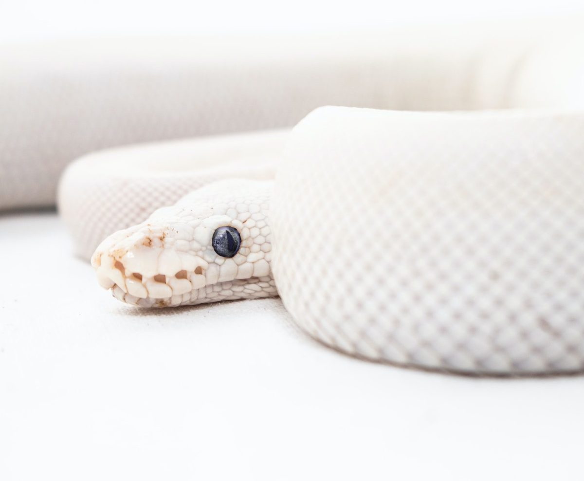 7 Common Ball Python Myths & Misconceptions