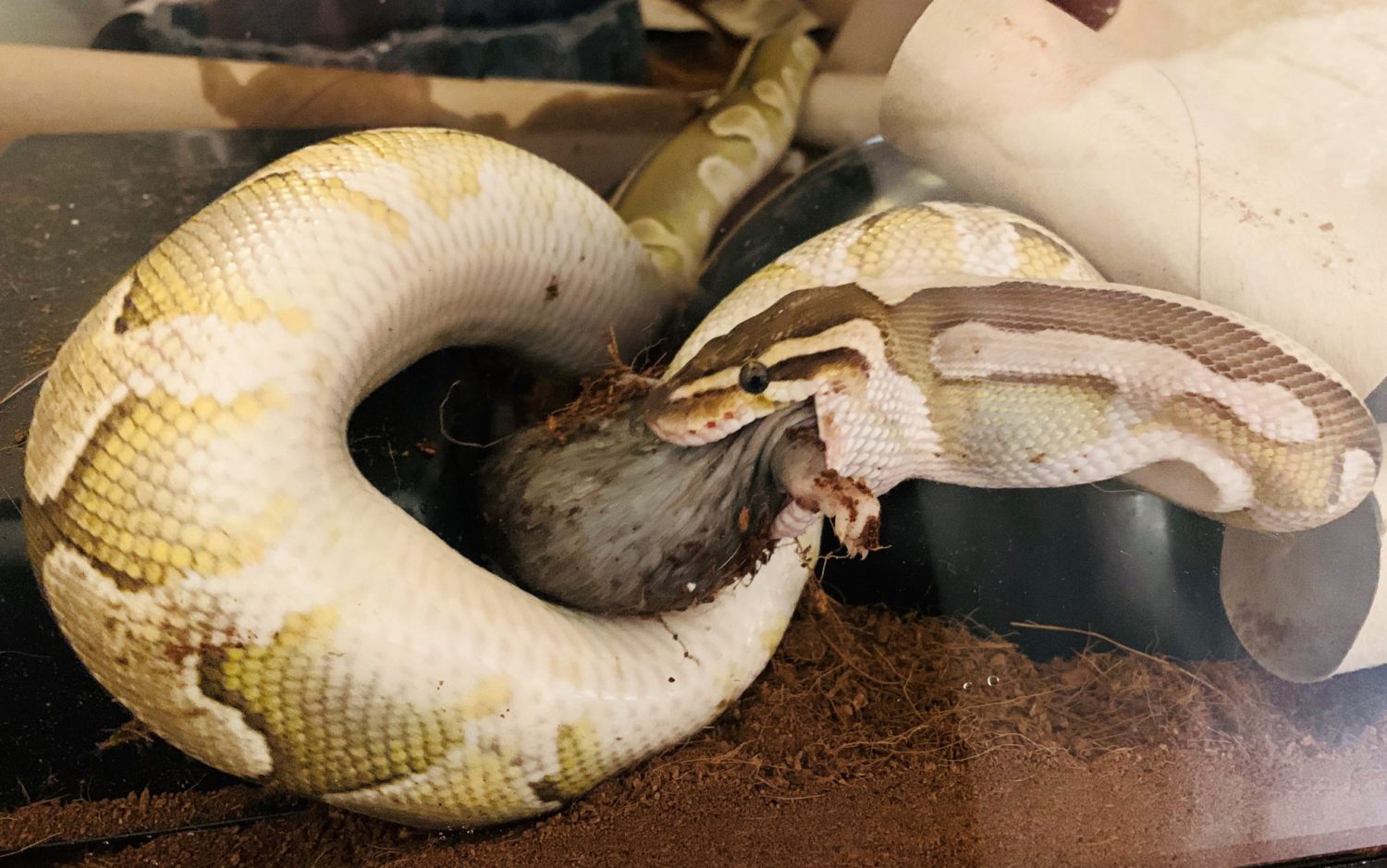 7 Common Ball Python Myths & Misconceptions – Hollow to Whole