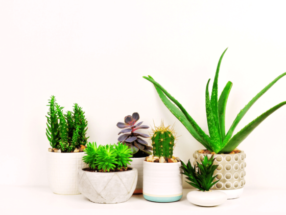 5 Care Tips To Stop Killing Your Houseplants