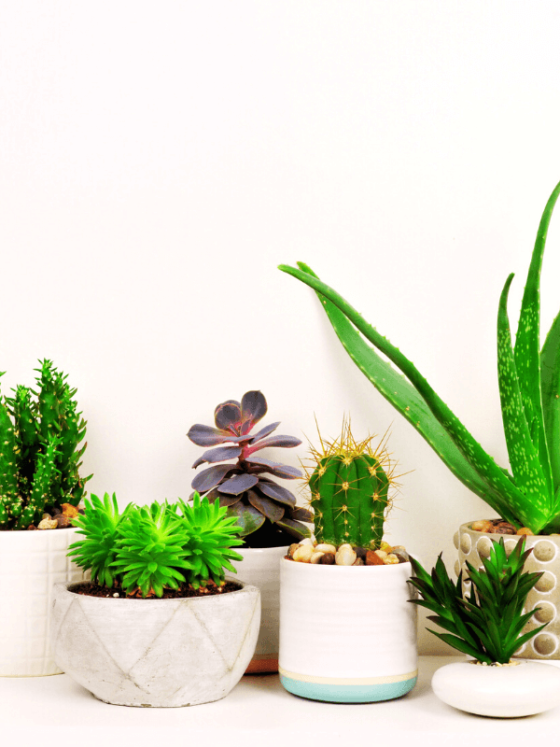 5 Care Tips To Stop Killing Your Houseplants