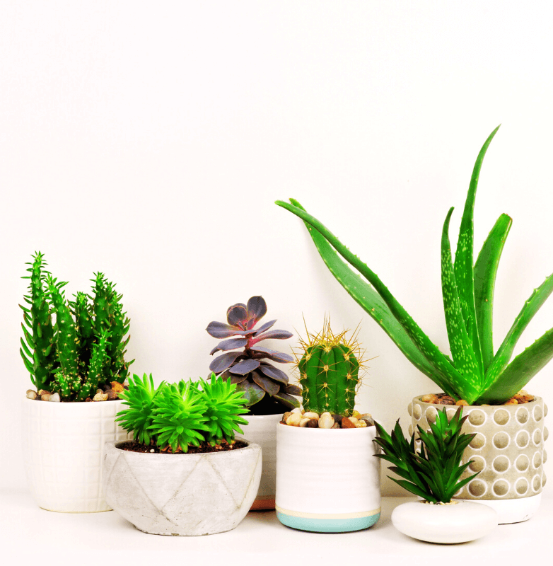 5 Care Tips To Stop Killing Your Houseplants