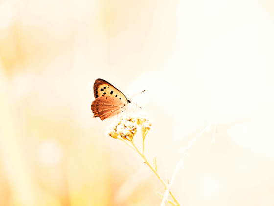 Intimate Interviews: Bipolar Disorder I (1)