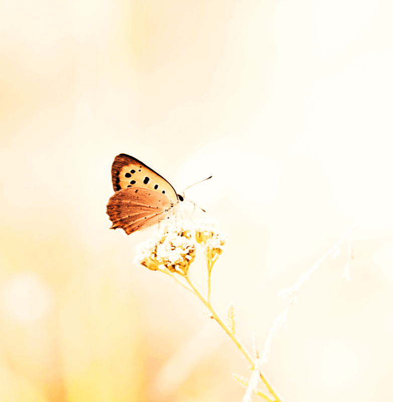 Intimate Interviews: Bipolar Disorder I (1)