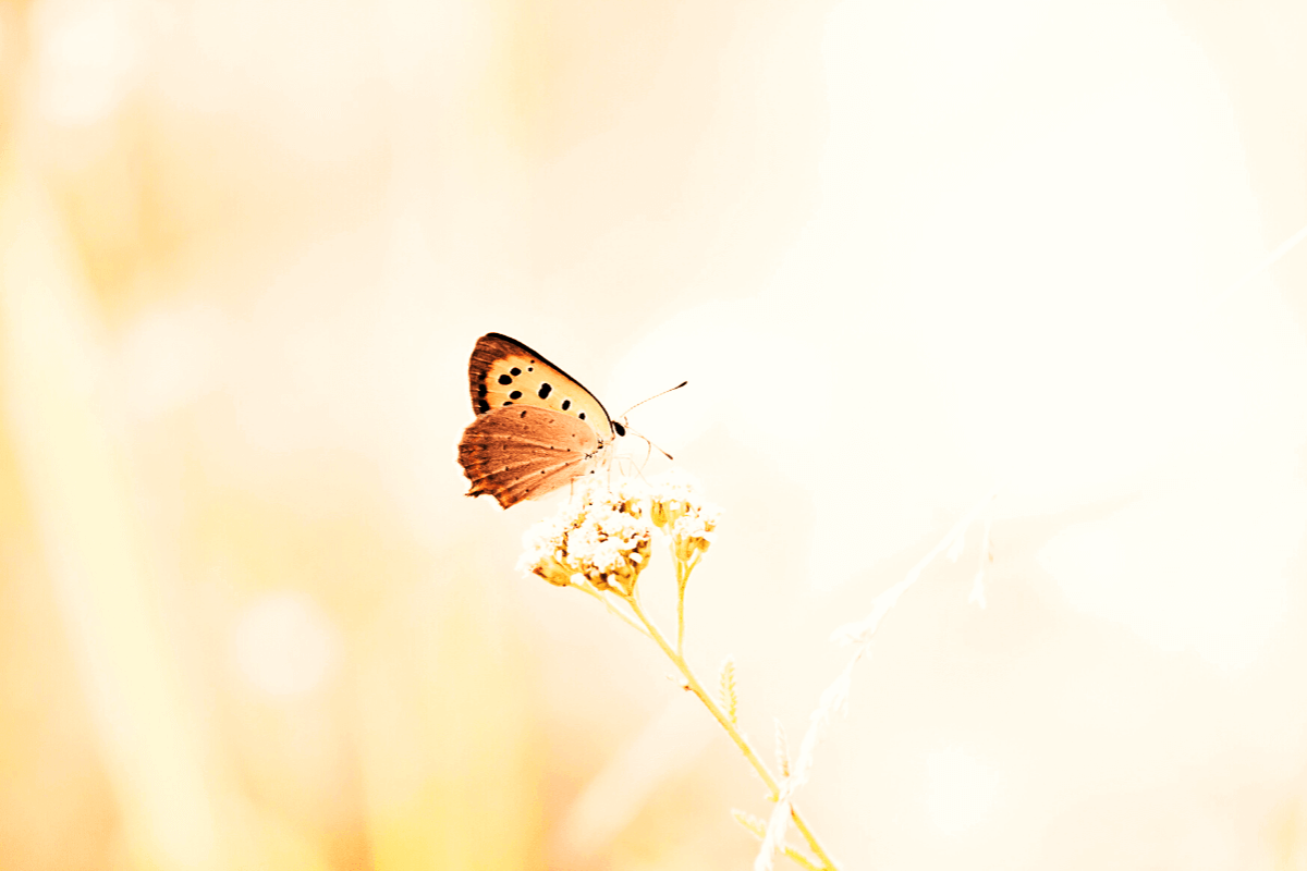 Intimate Interviews: Bipolar Disorder I (1)