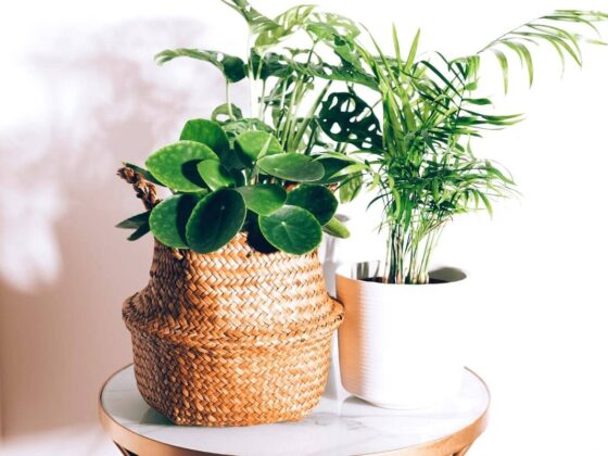 6 Beautiful Houseplants That Are Safe For Cats