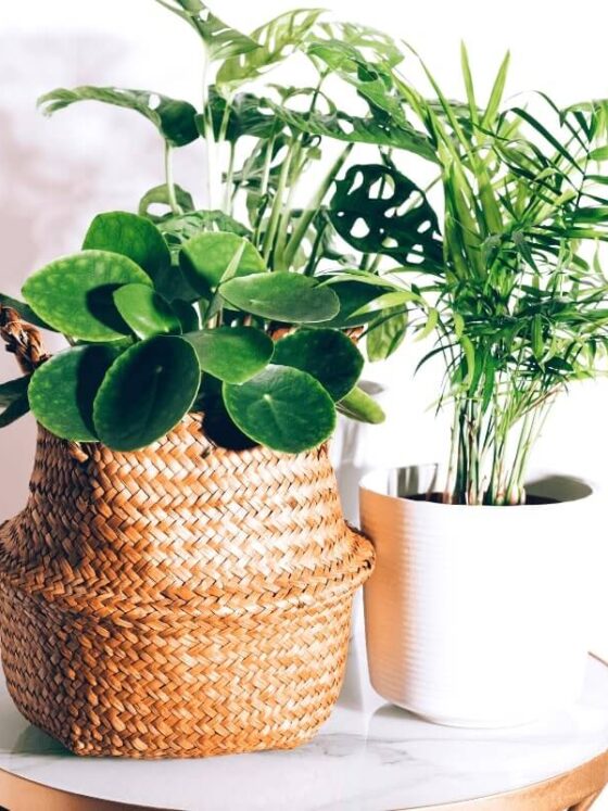 6 Beautiful Houseplants That Are Safe For Cats