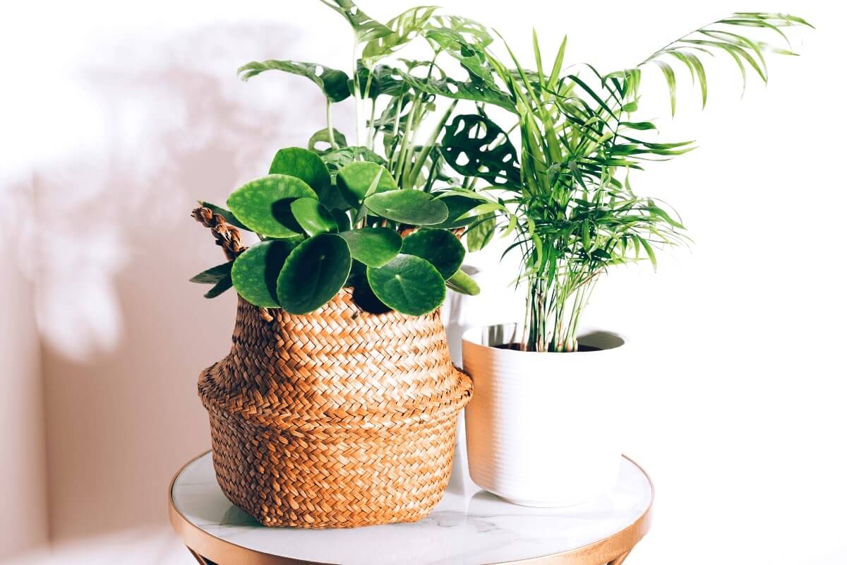 6 Beautiful Houseplants That Are Safe For Cats