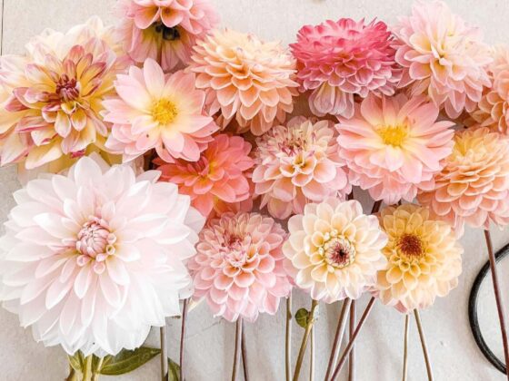 First Trimester Pregnancy Recap: Symptoms, Cravings & Essentials