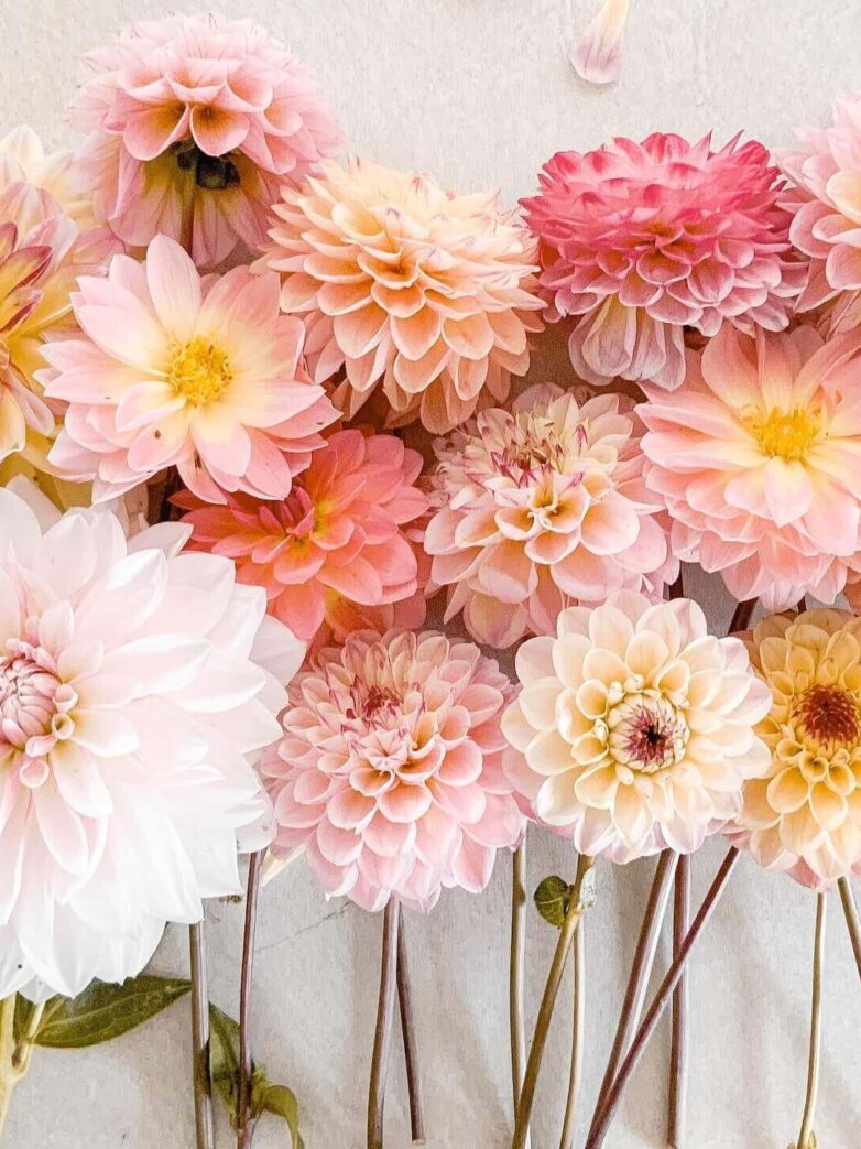 First Trimester Pregnancy Recap: Symptoms, Cravings & Essentials