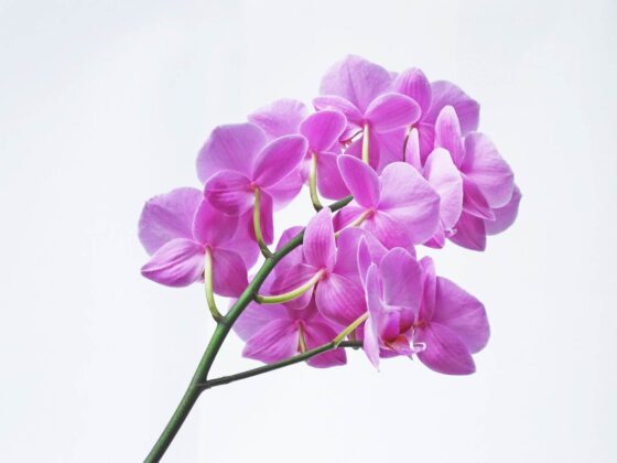 First Trimester: Week 13 Pregnancy Recap