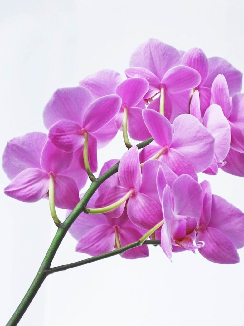 First Trimester: Week 13 Pregnancy Recap