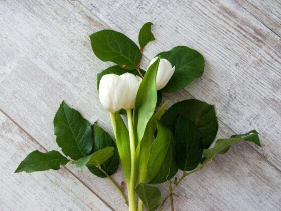 Second Trimester: Week 15 Pregnancy Recap