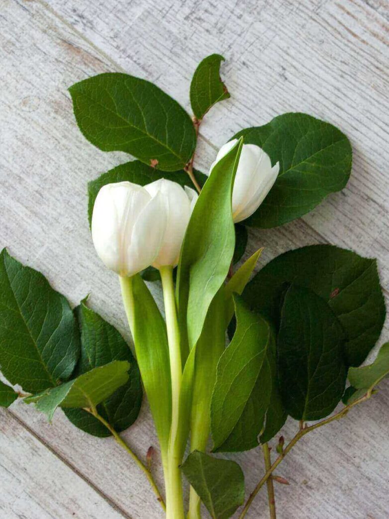 Second Trimester: Week 15 Pregnancy Recap