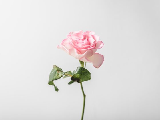 Second Trimester: Week 16 Pregnancy Recap