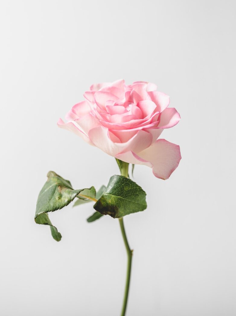 Second Trimester: Week 16 Pregnancy Recap