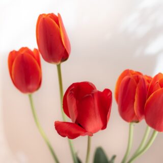 Second Trimester: Week 16 Pregnancy Recap