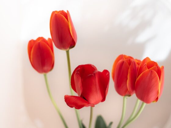 Second Trimester: Week 17 Pregnancy Recap