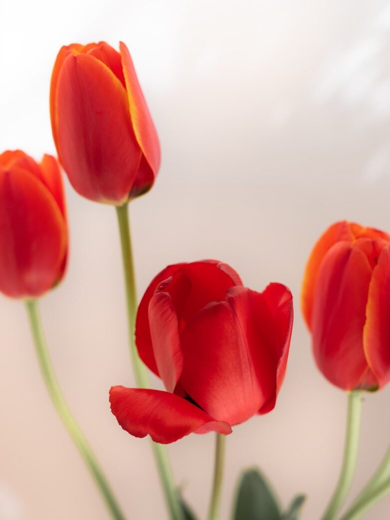 Second Trimester: Week 17 Pregnancy Recap