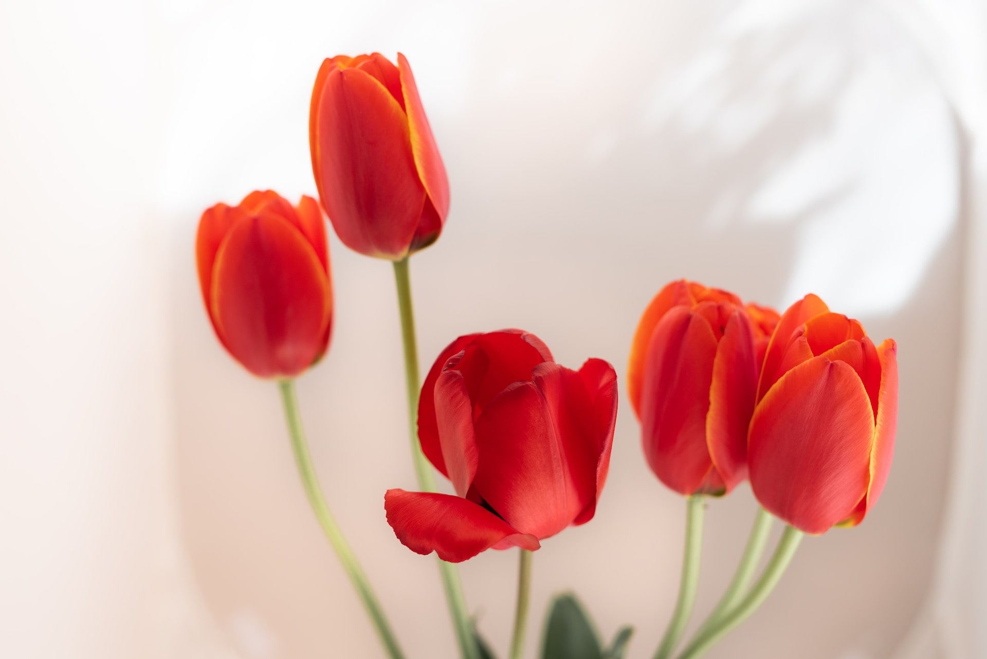 Second Trimester: Week 17 Pregnancy Recap