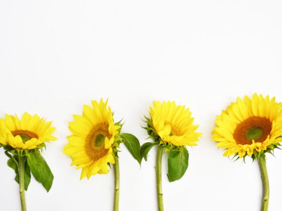 Second Trimester: Week 22 Pregnancy Recap