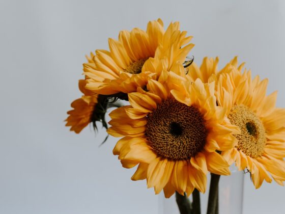 Second Trimester: Week 24 Pregnancy Recap