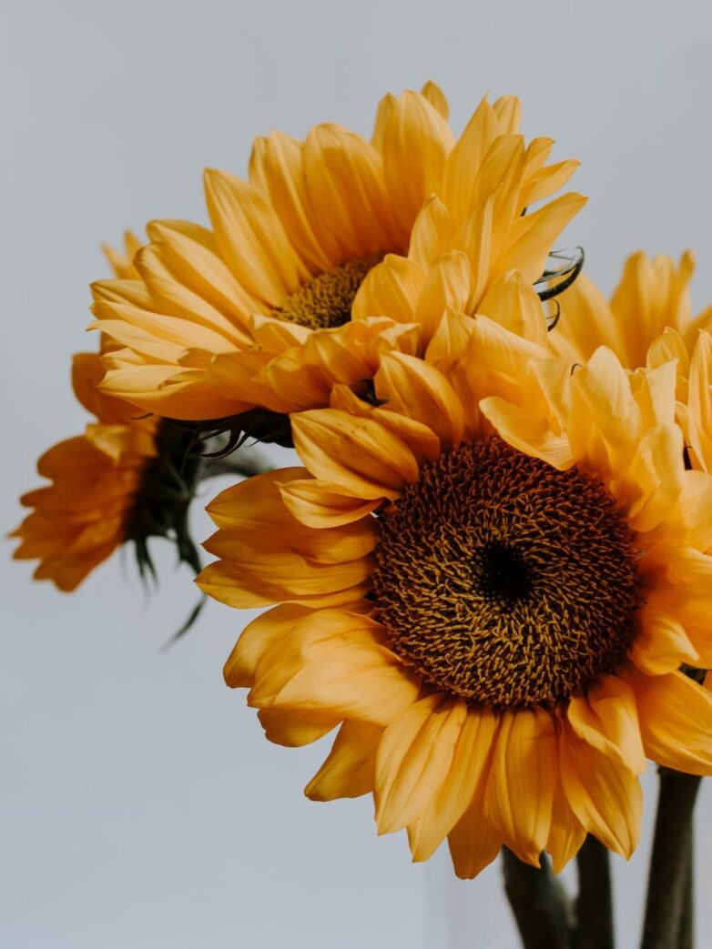 Second Trimester: Week 24 Pregnancy Recap