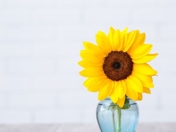 Second Trimester: Week 19 Pregnancy Recap