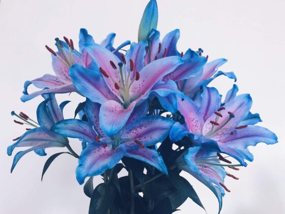 Second Trimester: Week 21 Pregnancy Recap