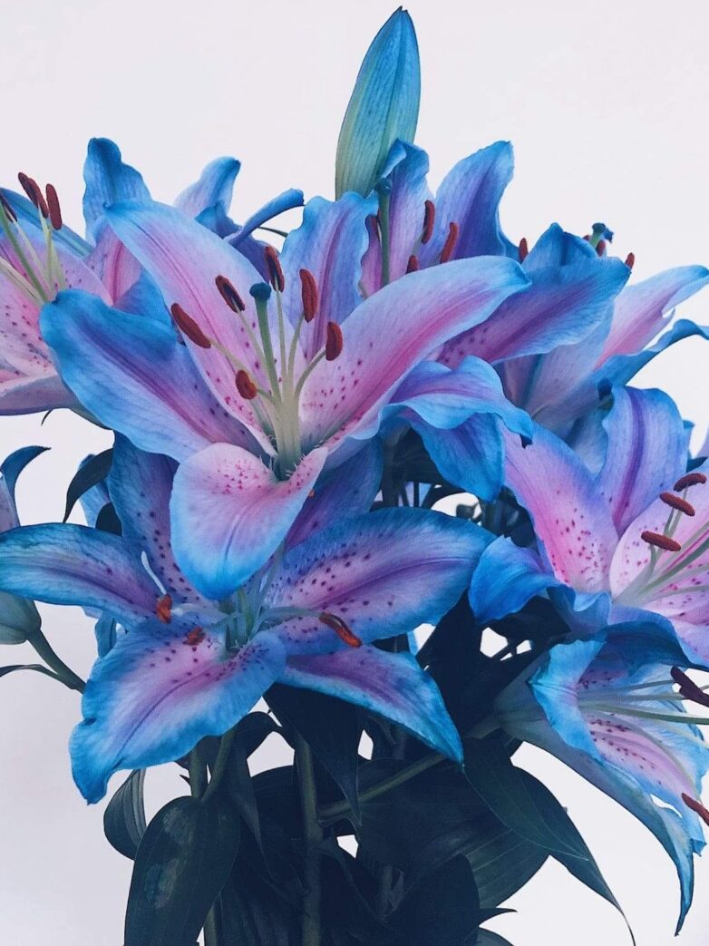 Second Trimester: Week 21 Pregnancy Recap