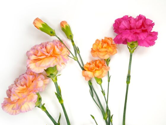 Second Trimester: Week 27 Pregnancy Recap