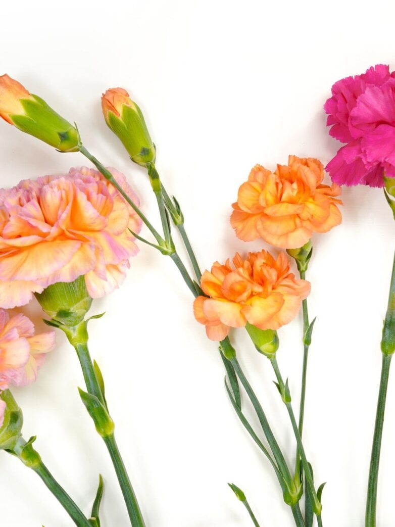 Second Trimester: Week 27 Pregnancy Recap