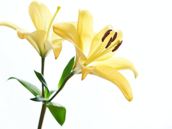 Third Trimester: Week 29 Pregnancy Recap