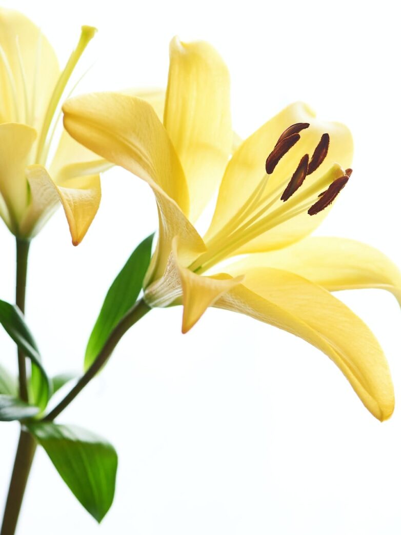 Third Trimester: Week 29 Pregnancy Recap