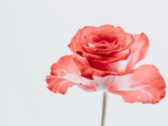 Third Trimester: Week 35 Pregnancy Recap