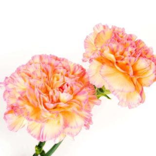 Third Trimester: Week 32 Pregnancy Recap