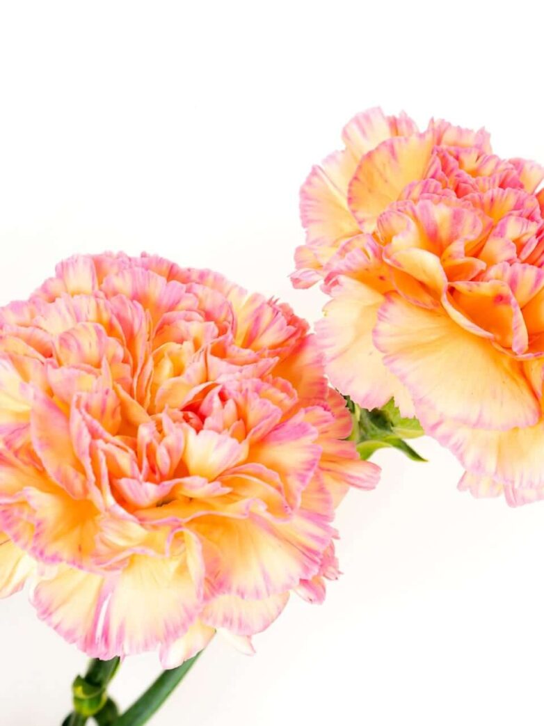 Third Trimester: Week 33 Pregnancy Recap