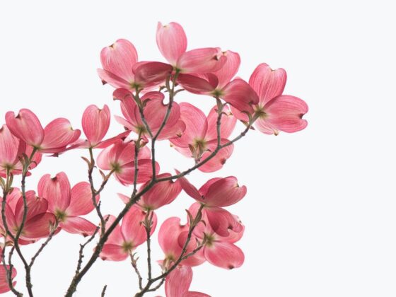 Third Trimester: Week 38 Pregnancy Recap