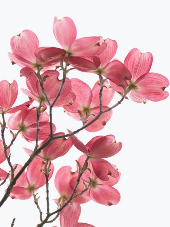 Third Trimester: Week 38 Pregnancy Recap