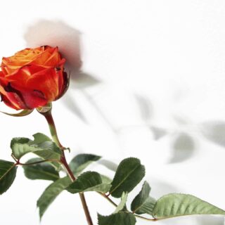 Third Trimester: Week 37 Pregnancy Recap