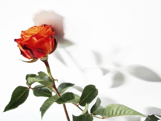 Third Trimester: Week 36 Pregnancy Recap