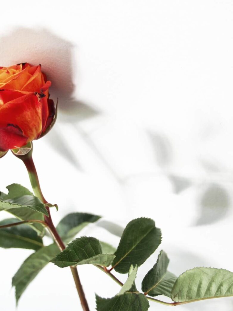 Third Trimester: Week 36 Pregnancy Recap