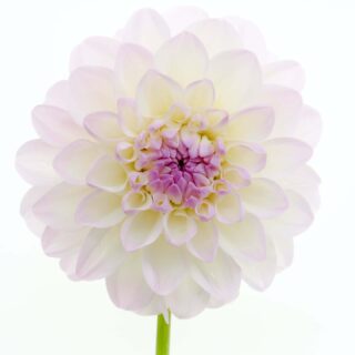 12 Wise Life Lessons I Learned From My Four Cats