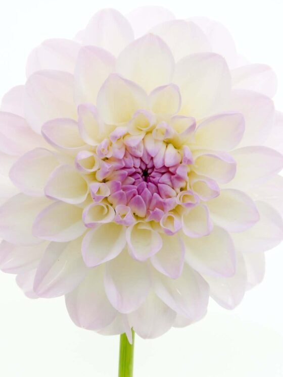 Third Trimester: Week 37 Pregnancy Recap