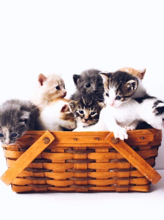 12 Wise Life Lessons I Learned From My Four Cats