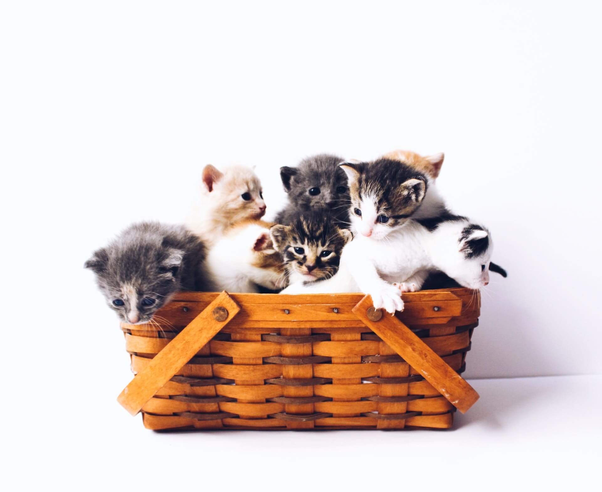 12 Wise Life Lessons I Learned From My Four Cats